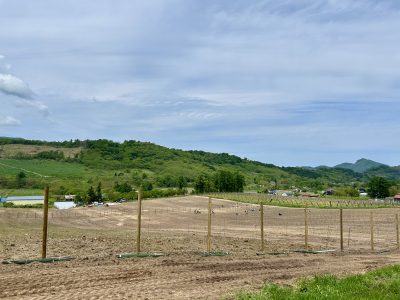 植え付け支援20250524